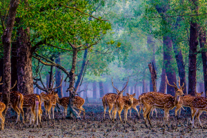 Cover image of Dobeki