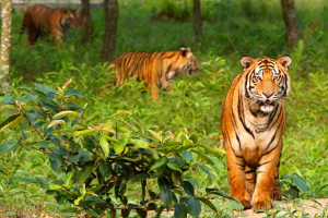 Cover image of Katka