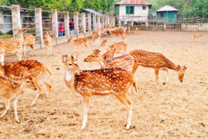 Cover image of Karamjal