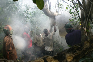 Cover image of most adveture traditional Honey Collection Trip to SUNDARBANS west Forest Area