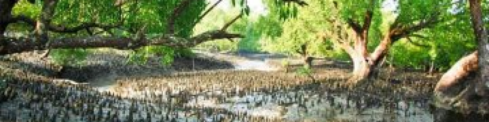 Cover image of M/S Ural Mon Mangrove Village
