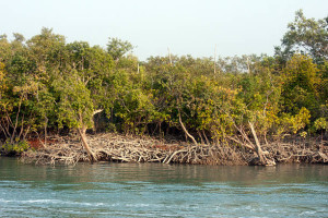 Cover image of Kalabogi