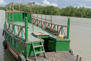 Cover image of Tiger- 1