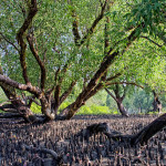 Spot images of Kalabogi
