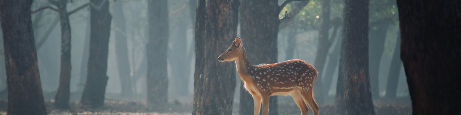 Cover image of Rupantar Ecotourism Ltd.