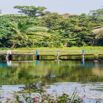 Gallery: Harbaria