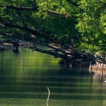 Gallery: Sundarban